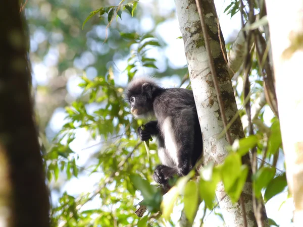 Mono de hoja oscura — Foto de Stock