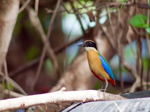 Bird blue wing pitta . — Stock Photo, Image