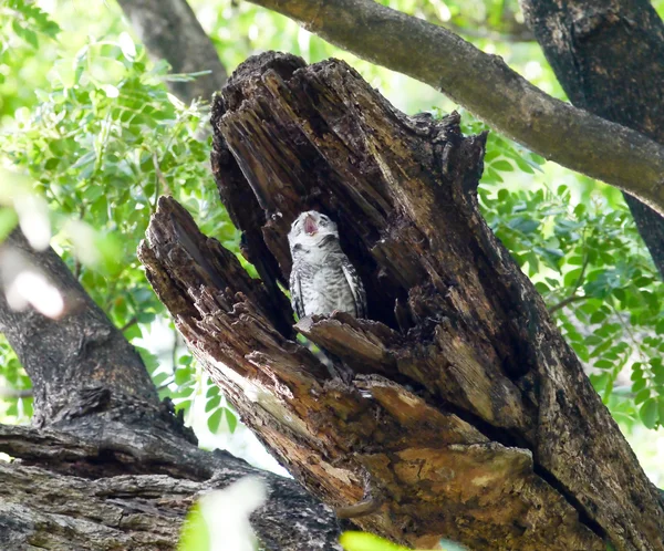 Bird spotted owlet . — Stock Photo, Image