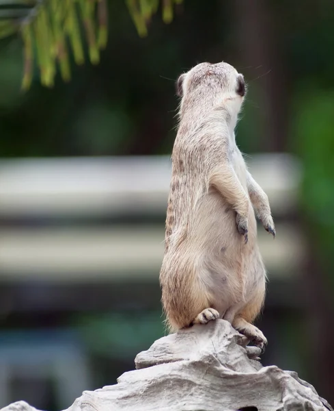 Meerkat. — Foto de Stock