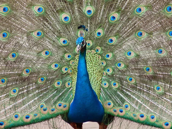 Peacock spread tail-feathers. — Stock Photo, Image
