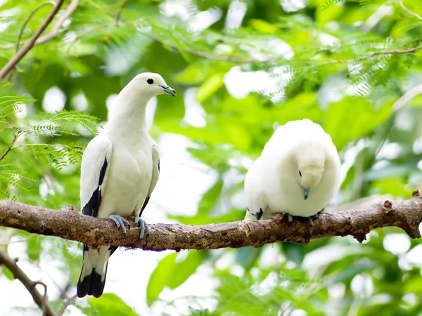 Paloma imperial espiada por aves . — Foto de Stock