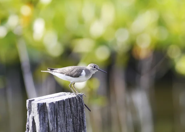 灰色の鳥の尾キアシシギ. — ストック写真