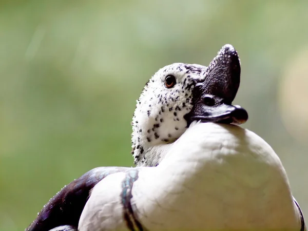 Canard à bec boutonné — Photo