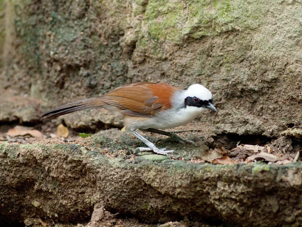 White-crested Laughing Thrush — Stock Photo, Image