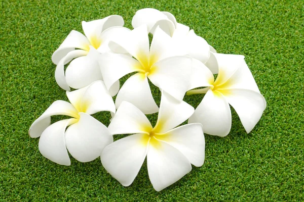 Λευκά άνθη στο πράσινο . — Φωτογραφία Αρχείου