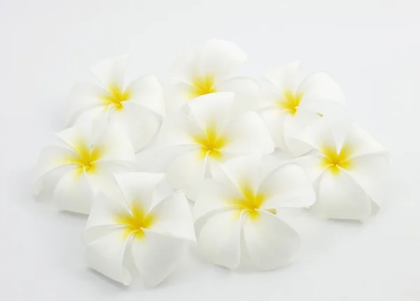 Flor branca isolada . — Fotografia de Stock