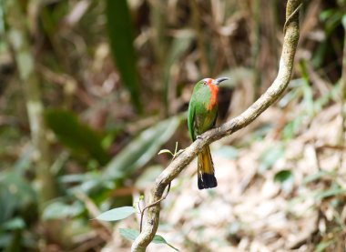 Kırmızı sakallı arı kuşugiller