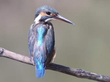 Ortak Kingfisher.