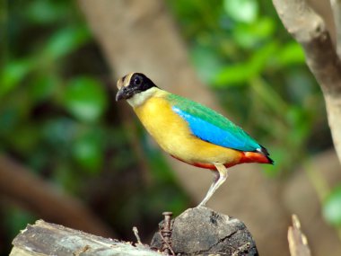 Kuş mavisi kanat pide .