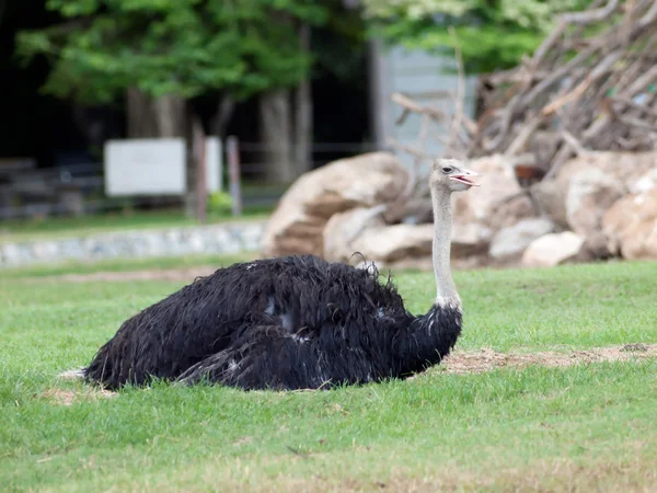 Птичий страус в зоопарке  . — стоковое фото