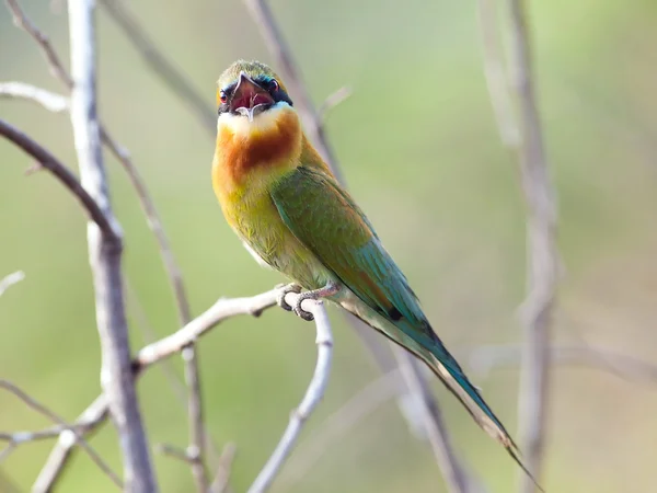 Pták modrá sledoval bee-eater. — Stock fotografie