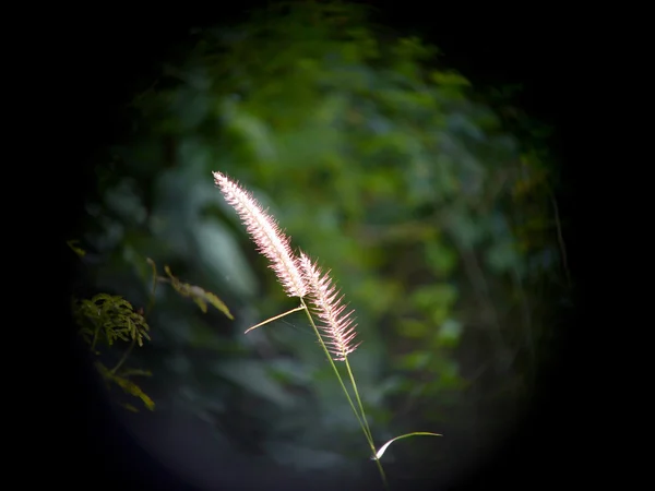 Lumière de jante d'herbe  . — Photo