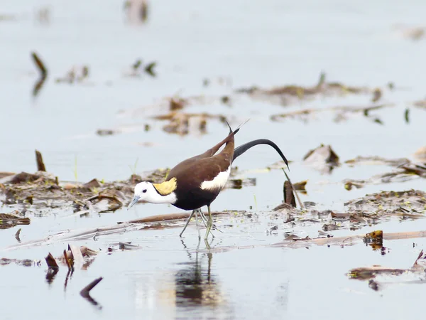 Vogel Fazant-tailed jacana 's — Stockfoto