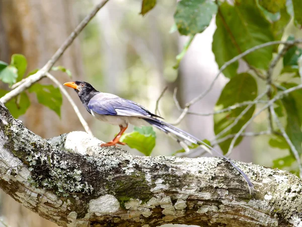 Red-billed blue magpie . — Stock Photo, Image