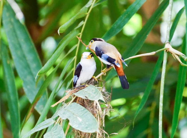 Stříbrný pták broadbill. — Stock fotografie