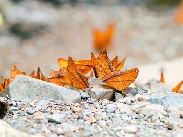 Schmetterling . — Stockfoto