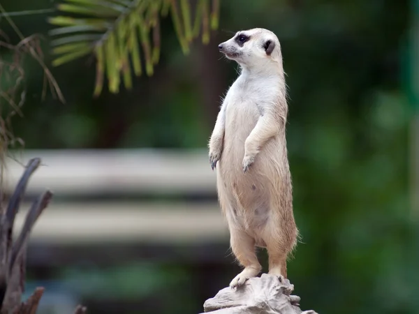 Meerkat. — Foto de Stock