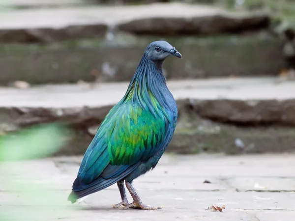 Nicobar pigeon — Stock Photo, Image