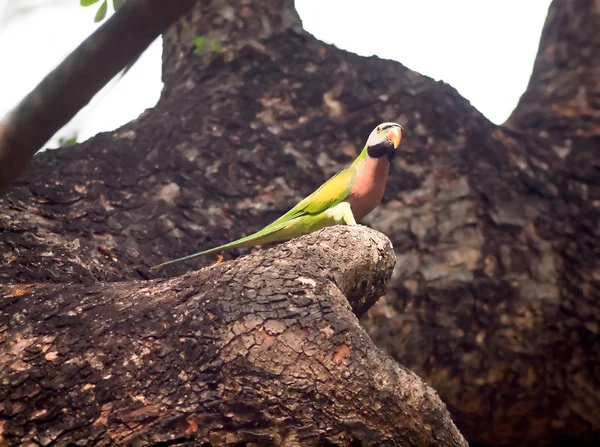 Red-breasted parakeet — Stock Photo, Image