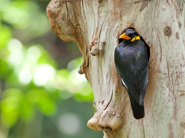 Ptak wspólne wzgórze Myna . — Zdjęcie stockowe