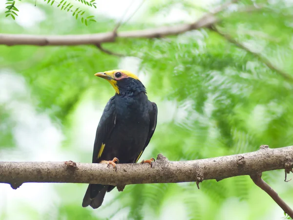 Fågel golden-crested myna. — Stockfoto