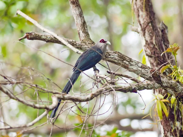 Bird green-billed malkoha. — Stock Photo, Image