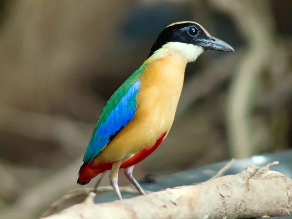 Pájaro azul ala pitta  . —  Fotos de Stock