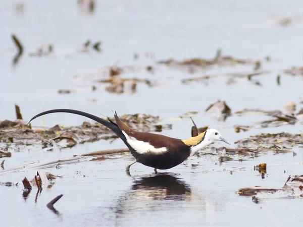 Fågel fasan-tailed Västerås — Stockfoto