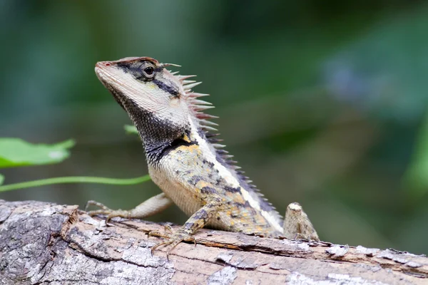 Lizard on a branch . — Stock Photo, Image