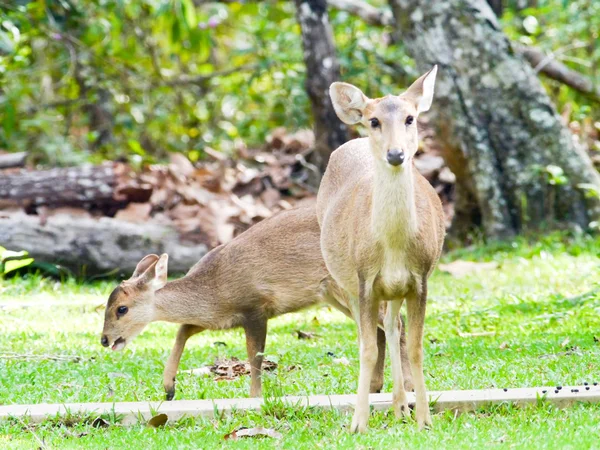 Deers w parku narodowym . — Zdjęcie stockowe