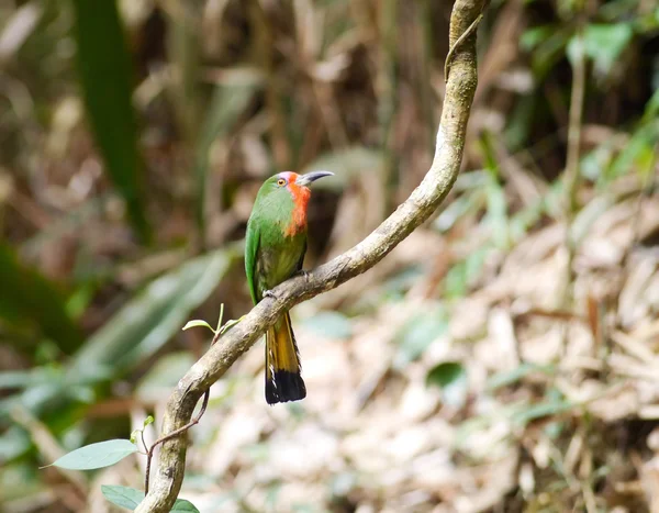 Rudovousý bee-eater — Stock fotografie