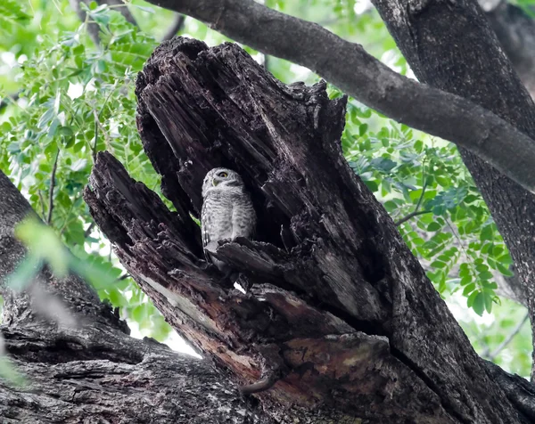 Bird spotted owlet . — Stock Photo, Image