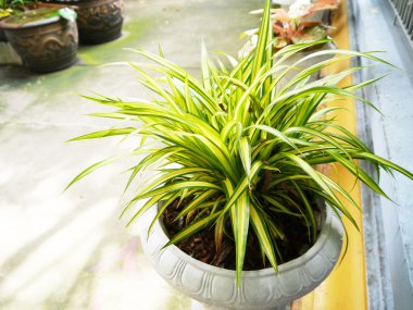 Variegatum yeşil yaprak .