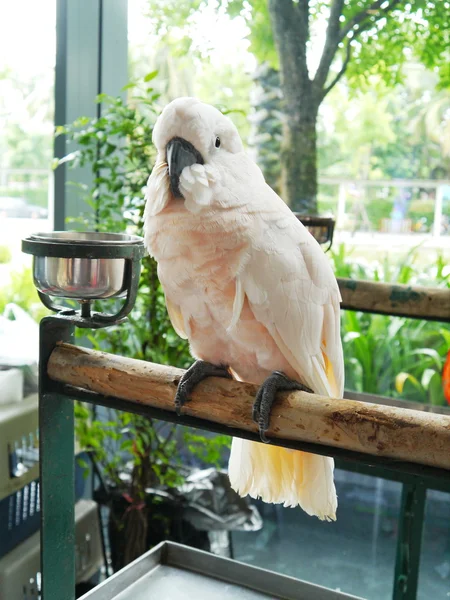 Cockatoo . — Stock Photo, Image