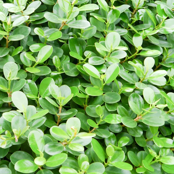 Green leaf background . — Stock Photo, Image