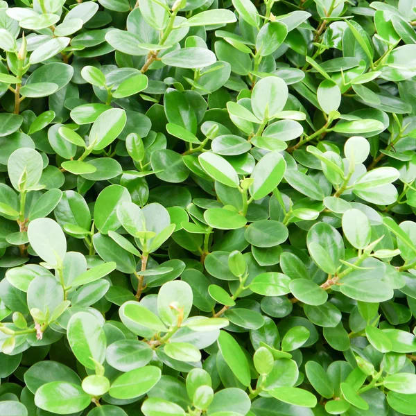 Grönt blad bakgrund . — Stockfoto