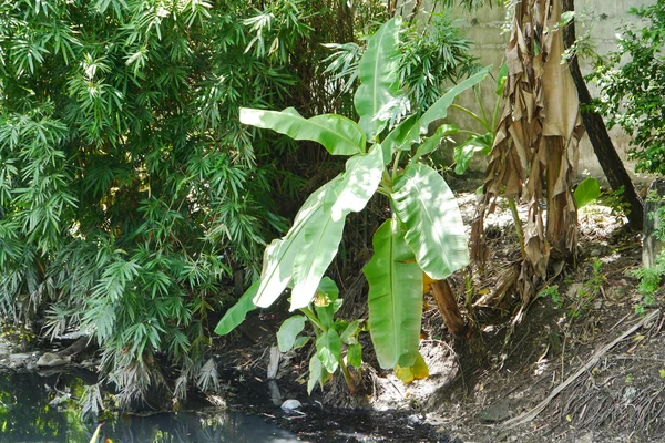 Alberi di banane  . — Foto Stock