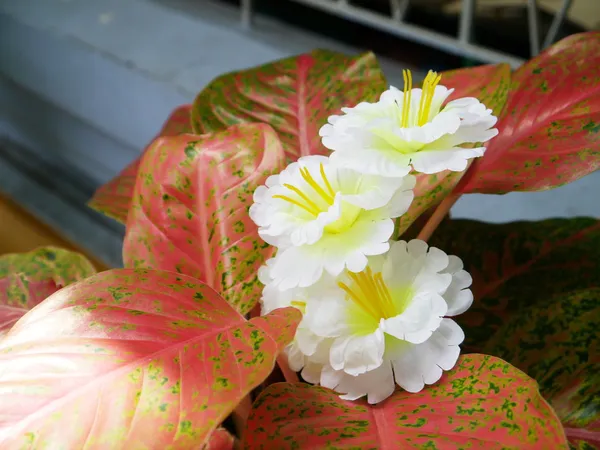 Caladium . — Stockfoto