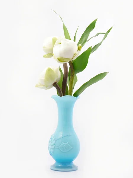 Vandlilje lotus i blå vase  . - Stock-foto