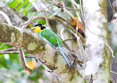 uzun kuyruklu broadbil.