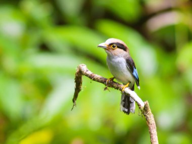 kuş gümüş kılıç.