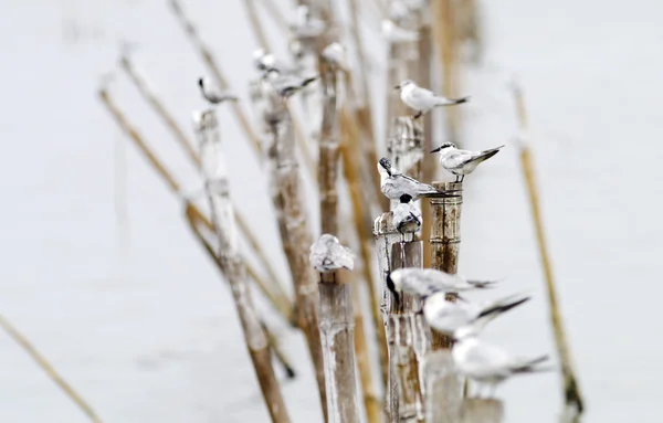 Gaivota de cabeça preta . — Fotografia de Stock