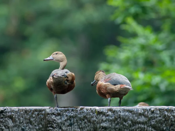 Daha az ıslık ördek — Stok fotoğraf