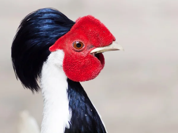 Fågel Crested fireback . — Stockfoto