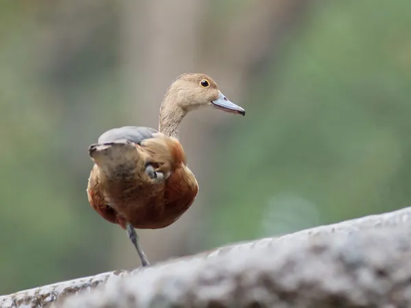 Petit sifflet-canard — Photo
