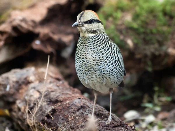 Fågel blå Pitta . — Stockfoto