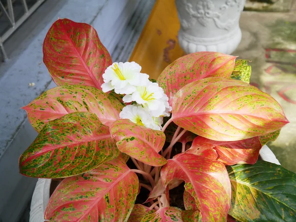 Caladium . — Stok fotoğraf