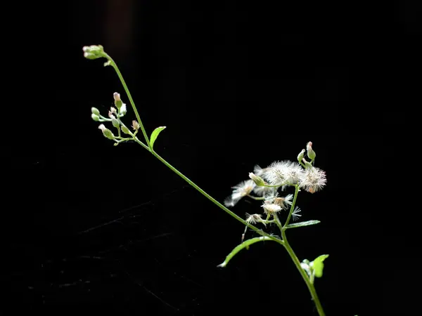 草の花 . — ストック写真