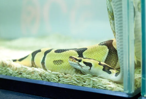 Bola Python  . — Fotografia de Stock